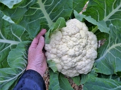 Cauliflower